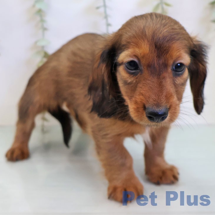 カニーンヘン・ダックスフンドの写真2