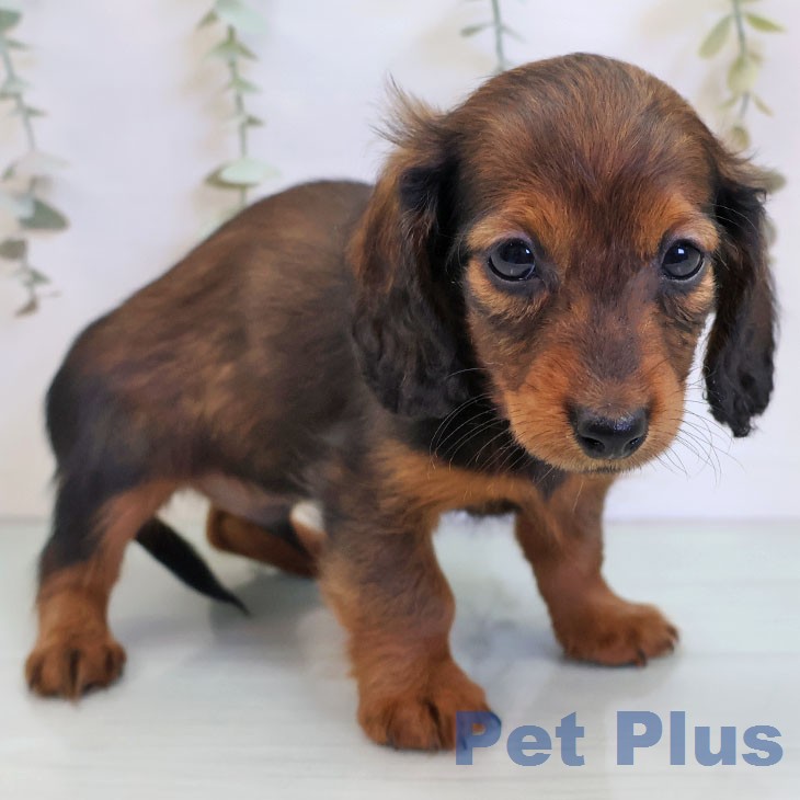 カニーンヘン・ダックスフンドの写真2