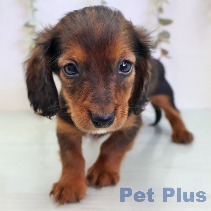 カニーンヘン・ダックスフンドの写真2