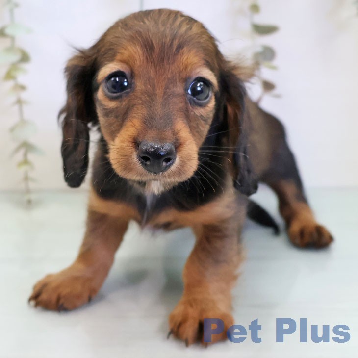 カニーンヘン・ダックスフンド