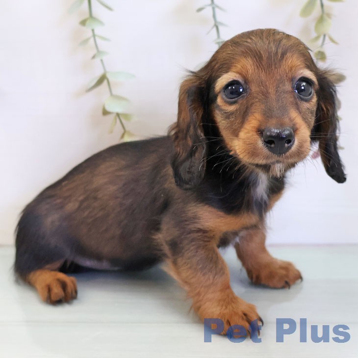 カニーンヘン・ダックスフンドの写真2