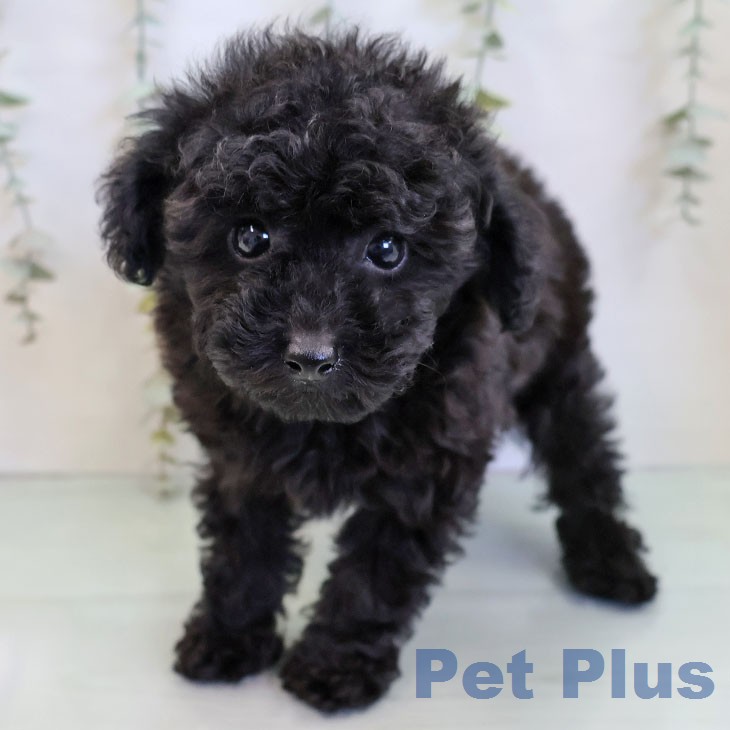 トイ・プードルの写真2