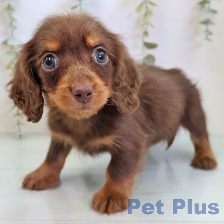 カニーンヘン・ダックスフンド