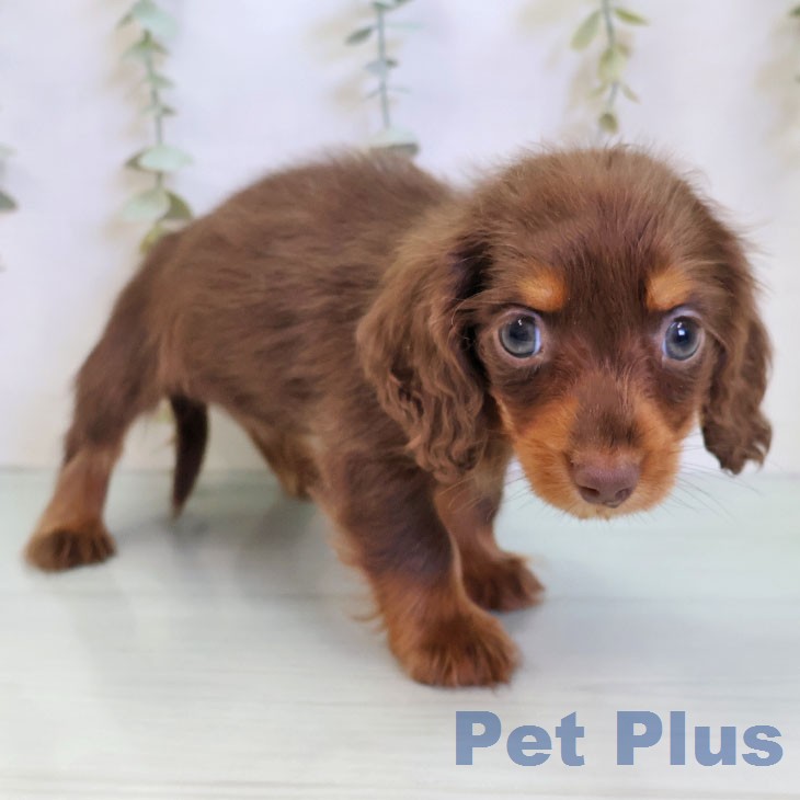 カニーンヘン・ダックスフンド