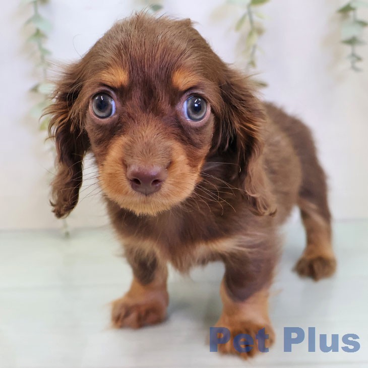 カニーンヘン・ダックスフンド