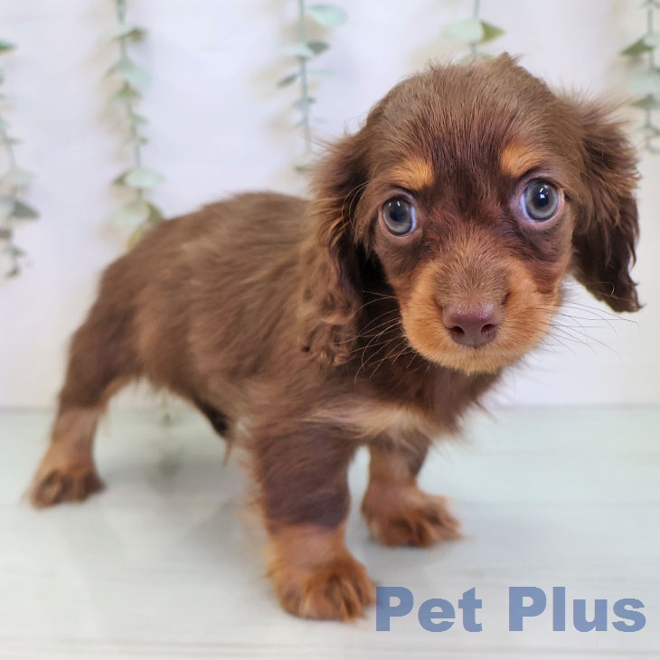 カニーンヘン・ダックスフンド