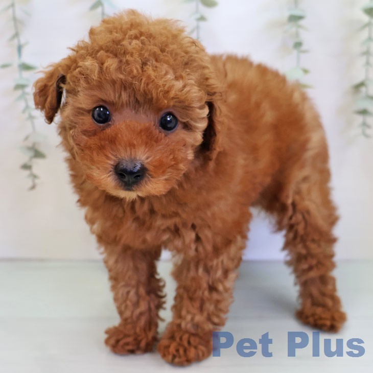 トイ・プードル