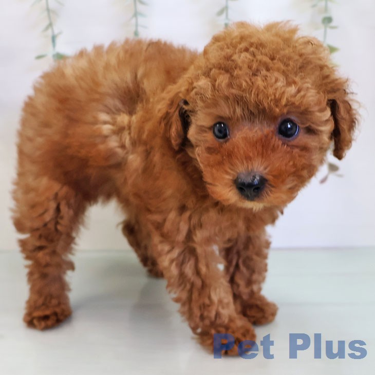 トイ・プードルの写真2