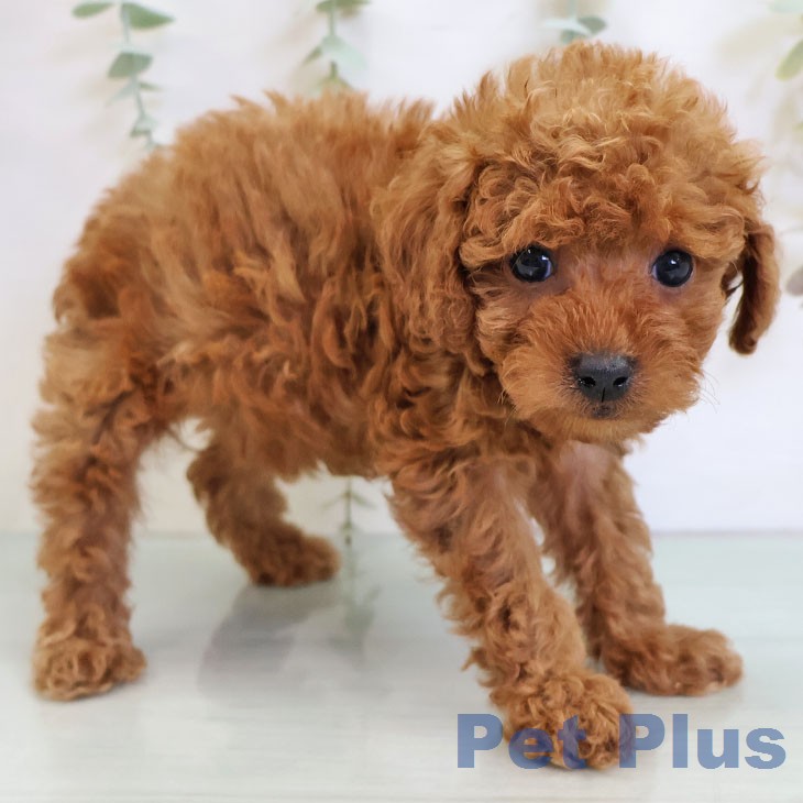 トイ・プードル