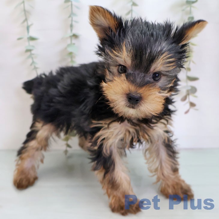 ヨークシャー・テリア