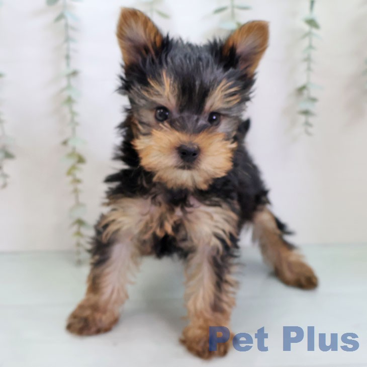 ヨークシャー・テリアの写真2