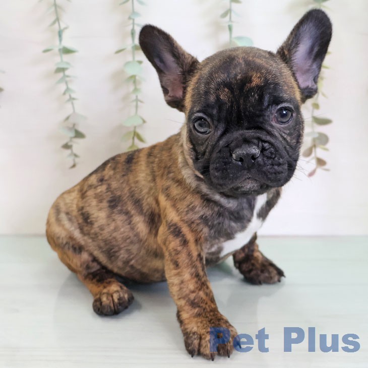 フレンチ・ブルドッグ