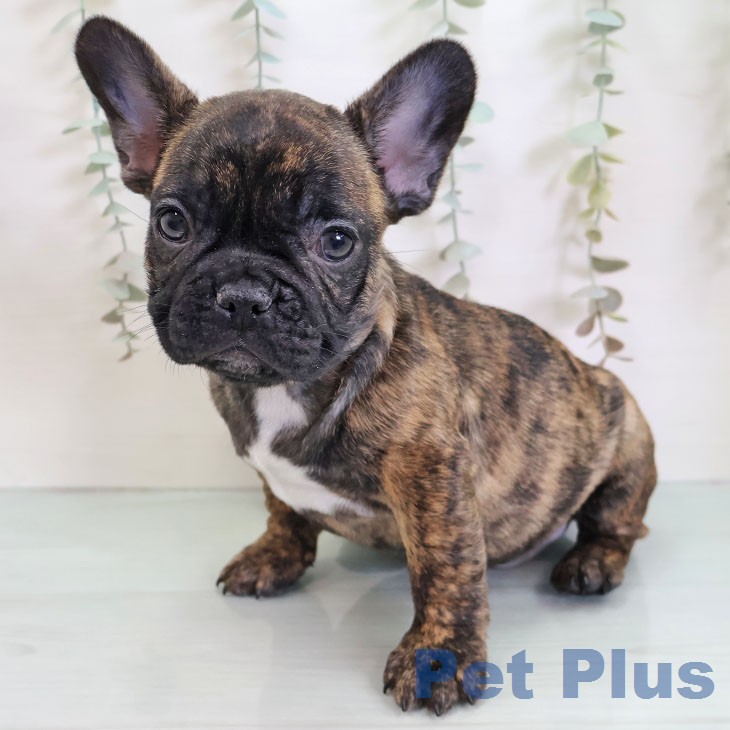 フレンチ・ブルドッグの写真2