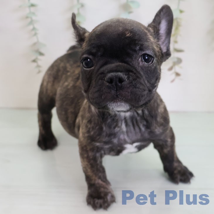 フレンチ・ブルドッグ