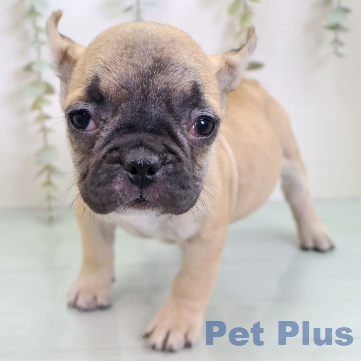 フレンチ・ブルドッグの写真2