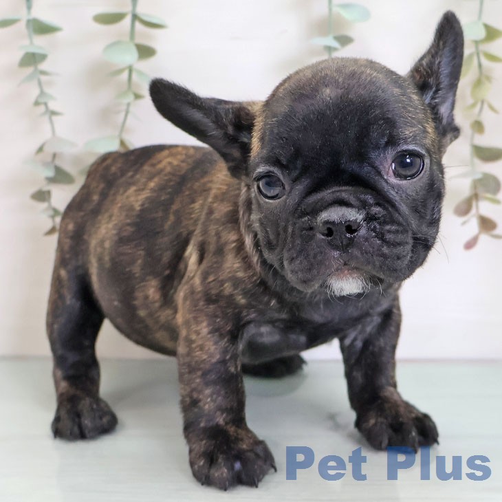 フレンチ・ブルドッグ