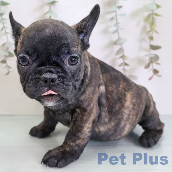 フレンチ・ブルドッグの写真2