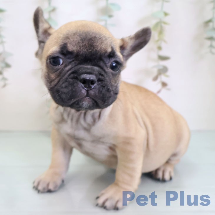 フレンチ・ブルドッグの写真2