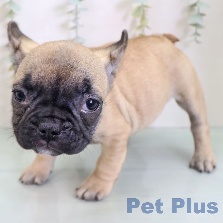 フレンチ・ブルドッグ