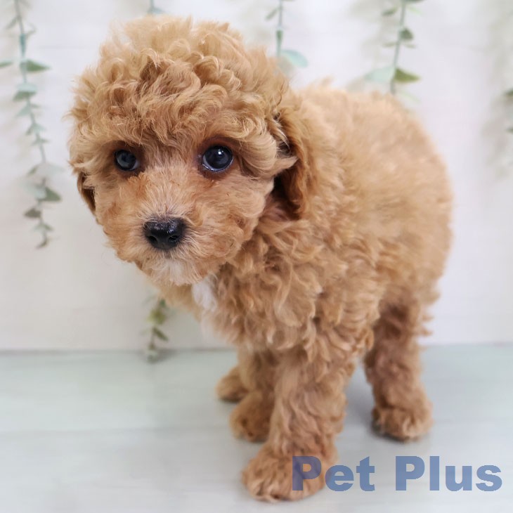 トイ・プードル