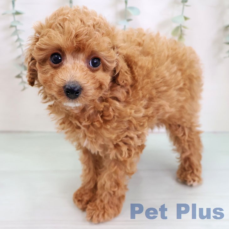 トイ・プードルの写真2