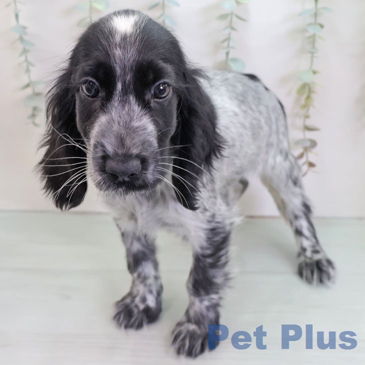 イングリッシュ・コッカー・スパニエルの写真2