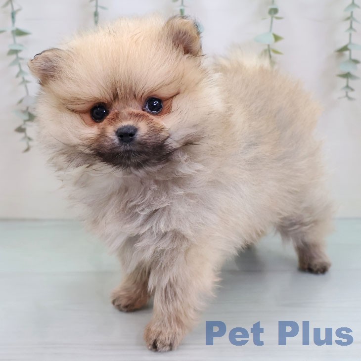 ポメラニアンの写真2