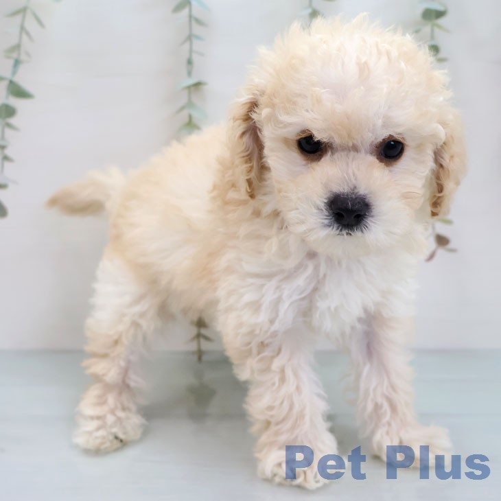 トイ・プードルの写真2