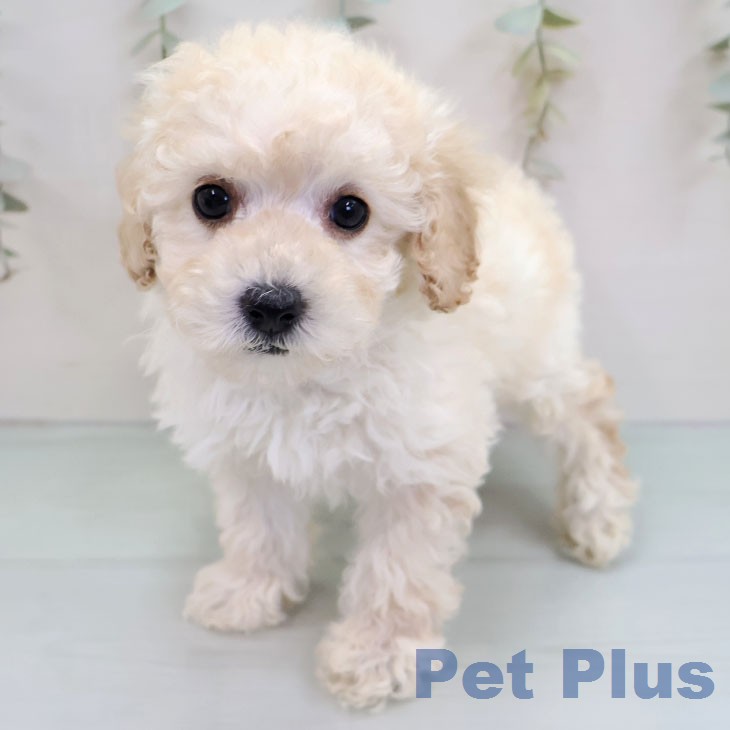 トイ・プードル