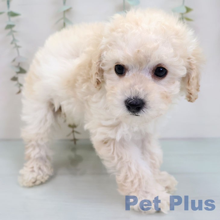 トイ・プードルの写真2