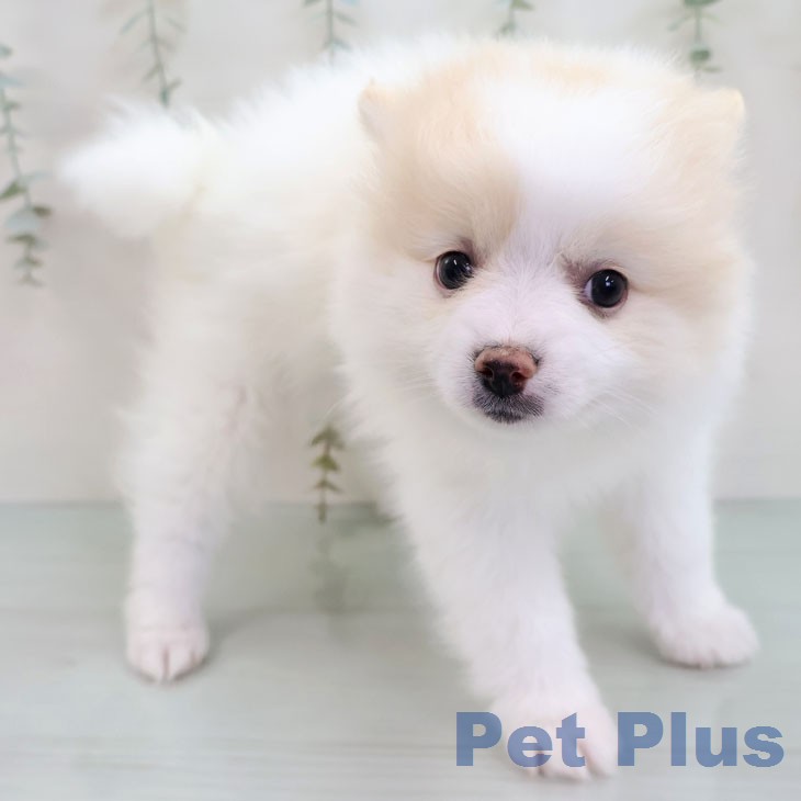ポメラニアンの写真2