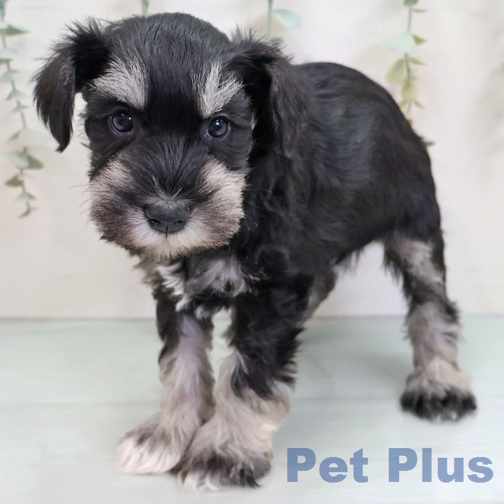 ミニチュア・シュナウザー