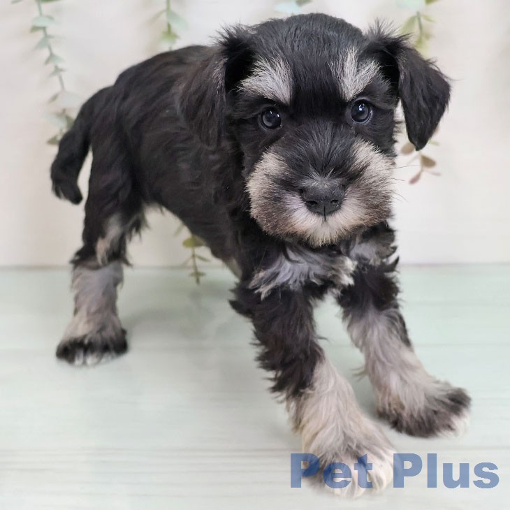 ミニチュア・シュナウザー