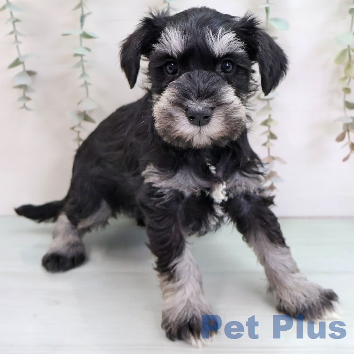 ミニチュア・シュナウザーの写真2