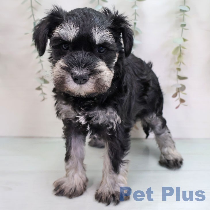 ミニチュア・シュナウザー