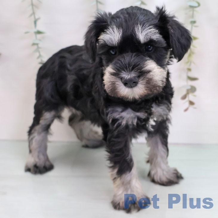 ミニチュア・シュナウザーの写真2