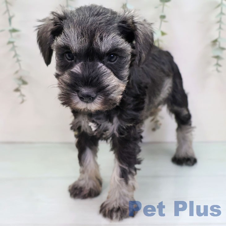 ミニチュア・シュナウザーの写真2