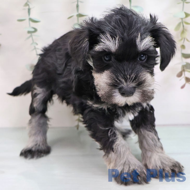 ミニチュア・シュナウザーの写真2