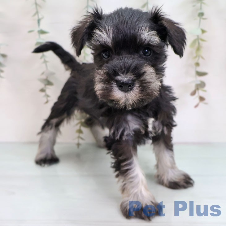 ミニチュア・シュナウザー