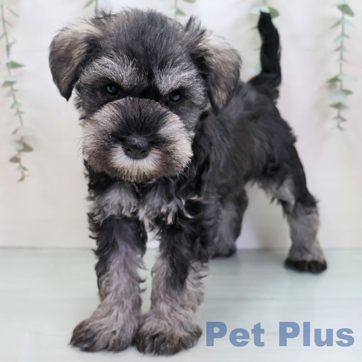 ミニチュア・シュナウザー