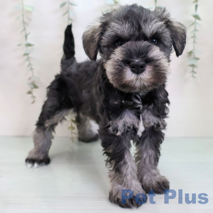 ミニチュア・シュナウザーの写真2