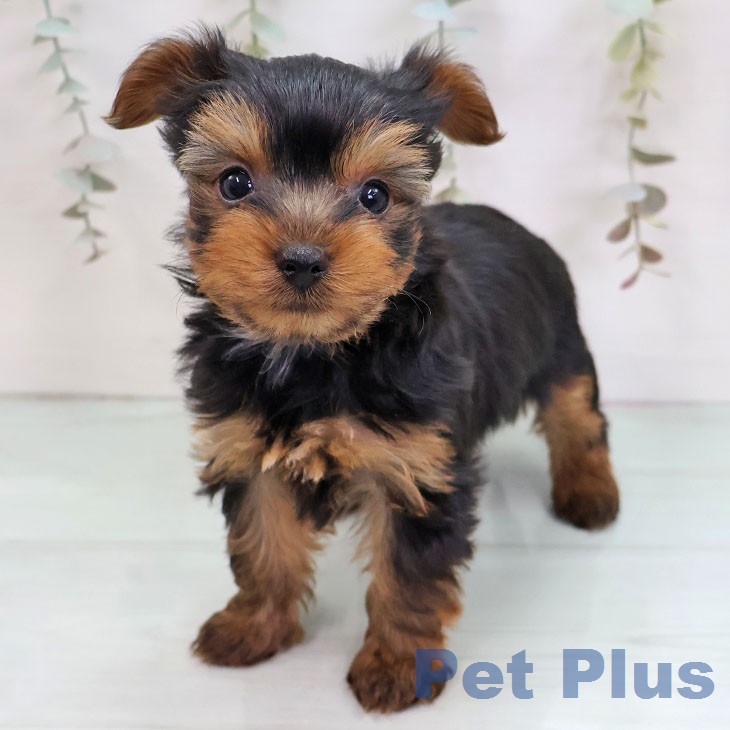 ヨークシャー・テリア