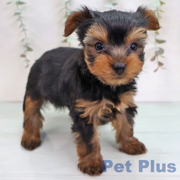 ヨークシャー・テリア