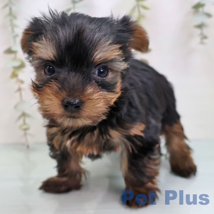 ヨークシャー・テリア