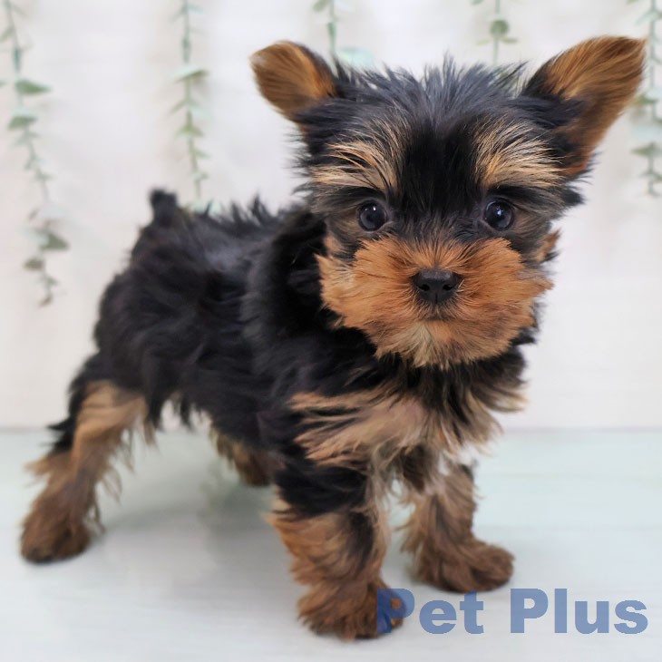 ヨークシャー・テリア