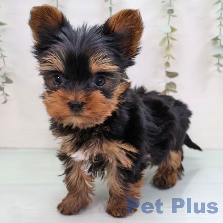 ヨークシャー・テリアの写真2