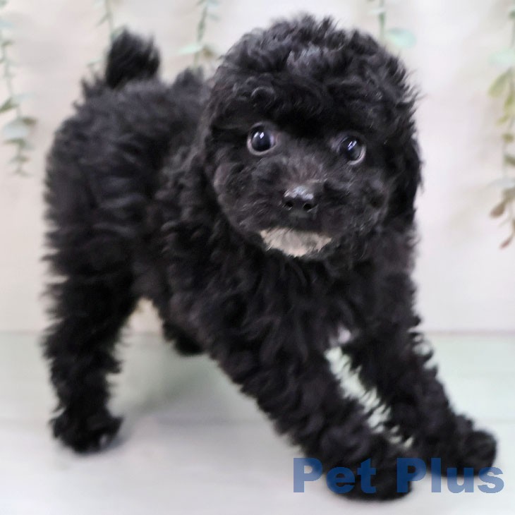 トイ・プードル