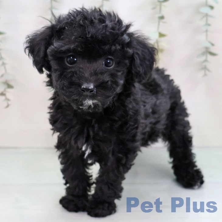 トイ・プードル