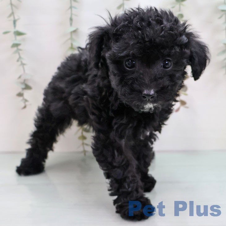 トイ・プードル