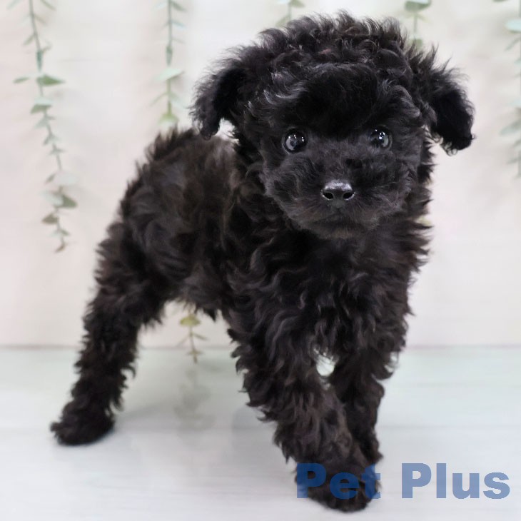 トイ・プードル